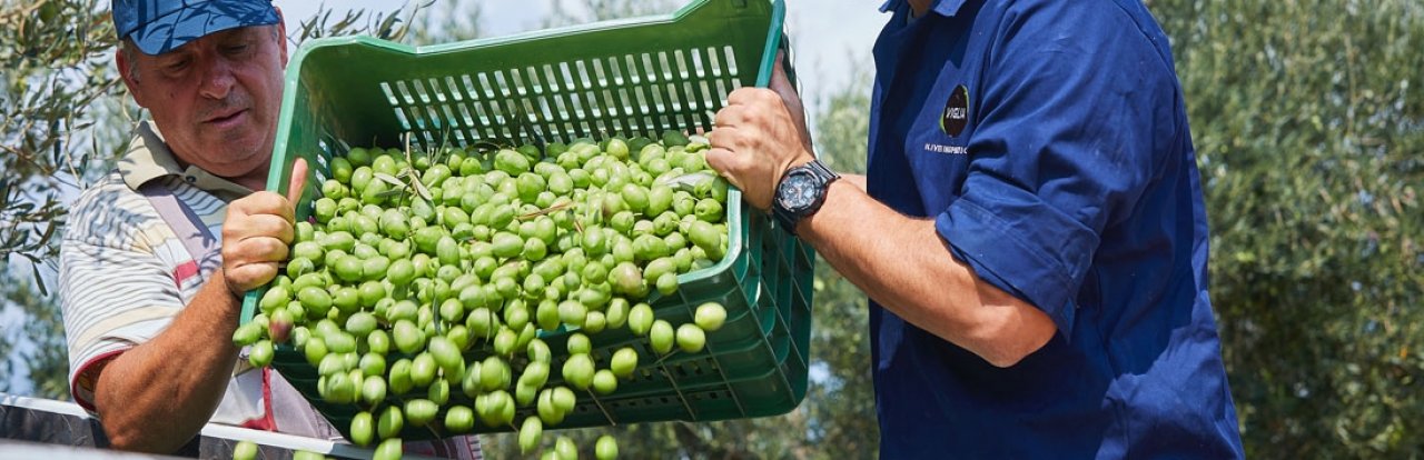 Two olive tree workers with a crate of greek olives