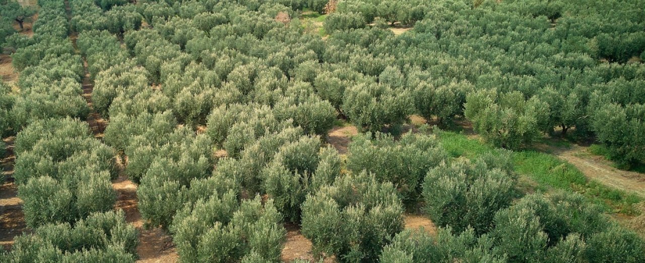 The greek olive tree farm of viglia olives