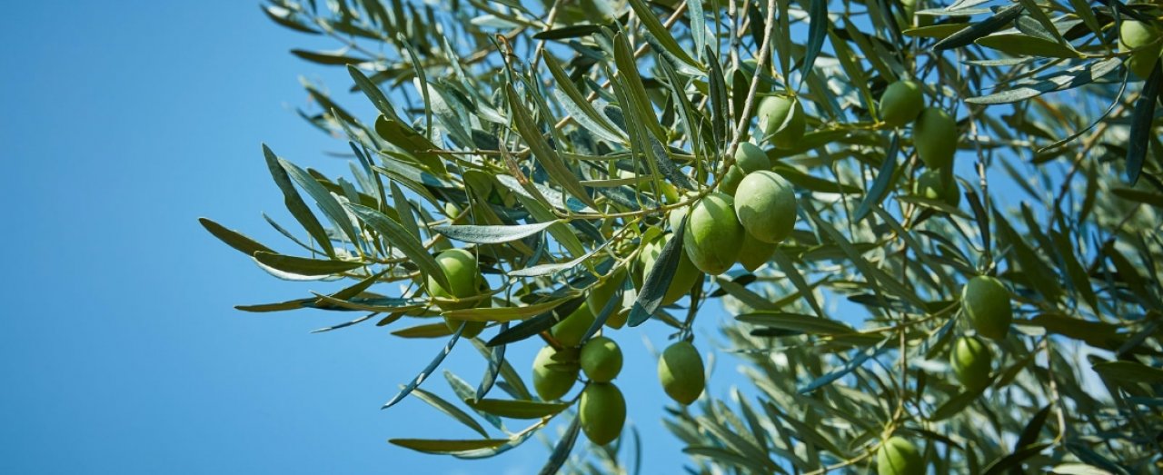 A greek olive tree branch with green olives
