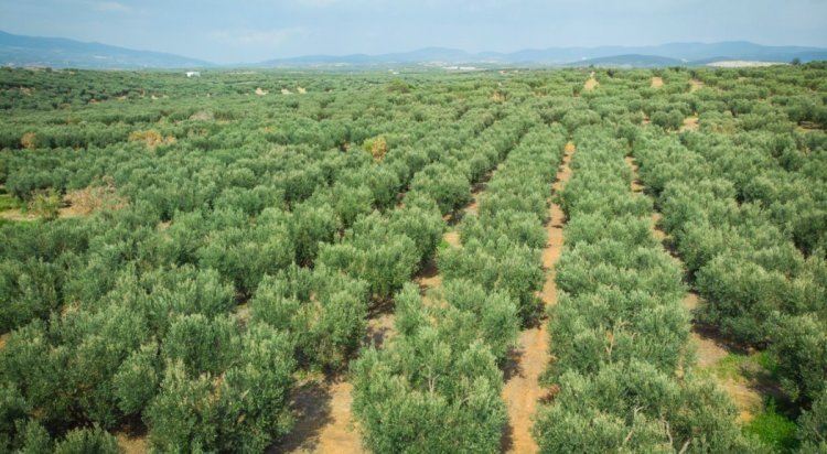 
The greek olive tree farm of viglia olives