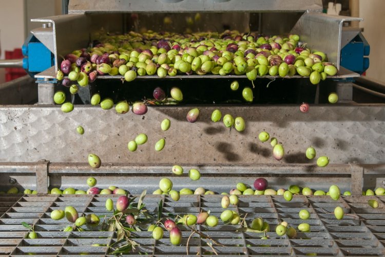 Selection process of Viglia Olives